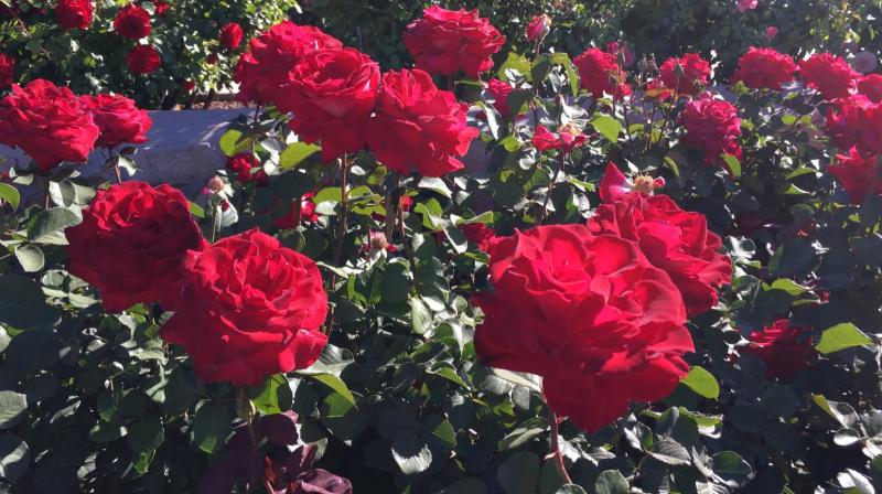 Exhibition of more than 500 varieties of roses will be held in City Park of Jaipur