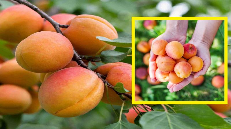 Many healthy elements hidden in apricots news in hindi