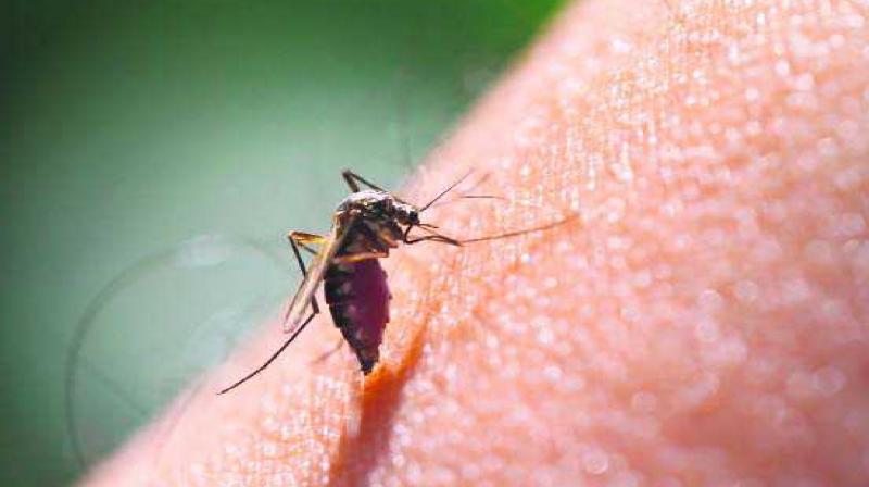 Increase in dengue cases in district, 25 cases in a week news in hindi