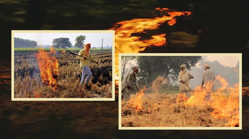 case will be registered for burning stubble in Punjab latest news in hindi