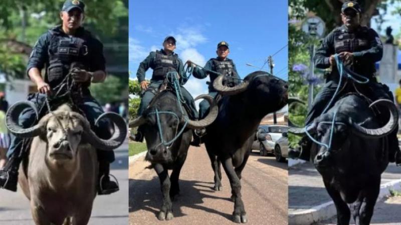 Police With Buffalo in marajo island in brazil video goes viral