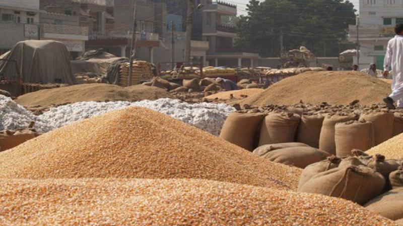 Punjab government's letter to the Center to increase the price of wheat to Rs 3104