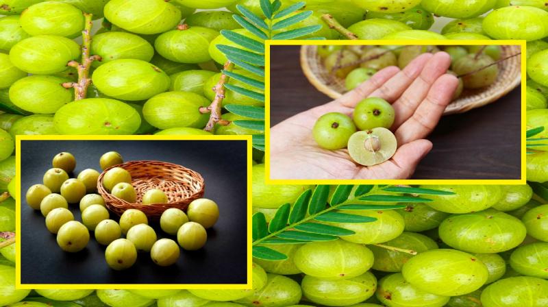 Many benefits of eating Amla news in hindi