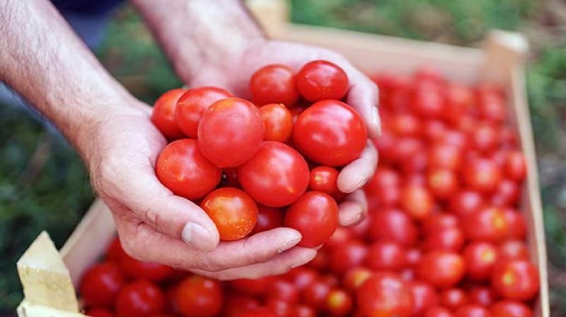 tomato price hike india latest news in hindi