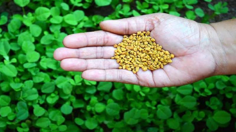 benefits of drinking fenugreek seed water on an empty stomach news in hindi