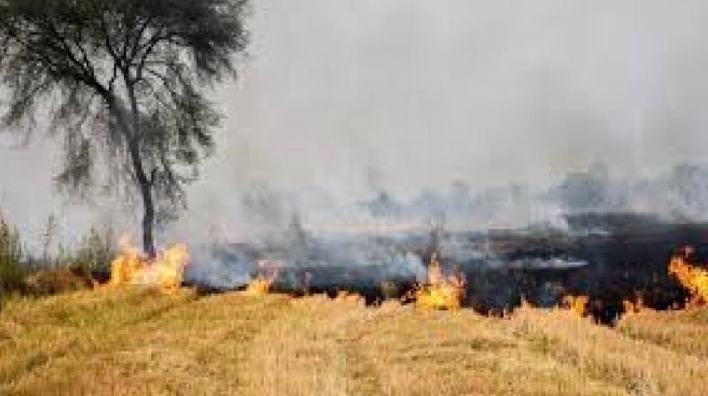 In Haryana 4 dists record most stubble burning cases News in Hindi