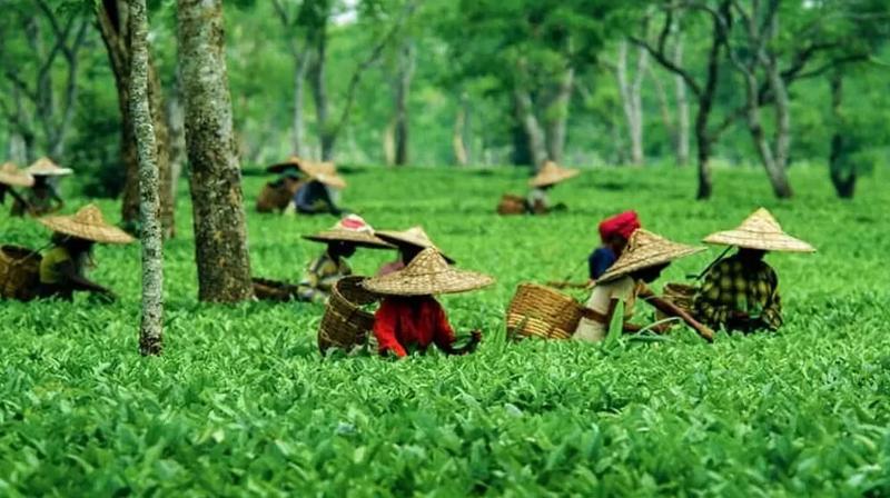 Assam's tea gardens get Rs 63 crore aid from the state government