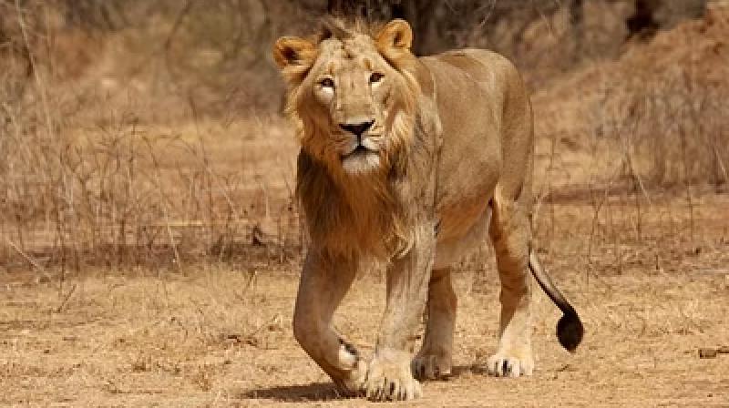 Dead body of lioness found in coastal village in Gujarat