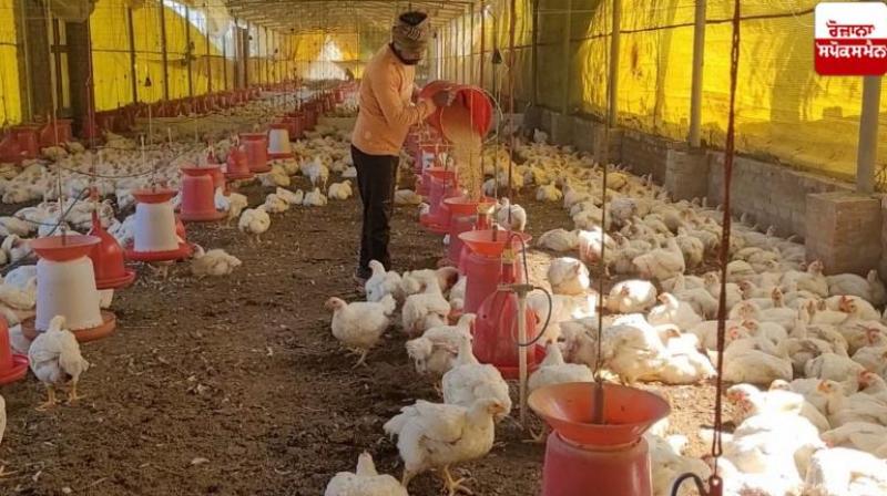 Jharkhand Avian Flu: चिकन प्रेमियों के लिए बुरी खबर! रांची के पोल्ट्री फार्म में एवियन फ्लू की पुष्टि