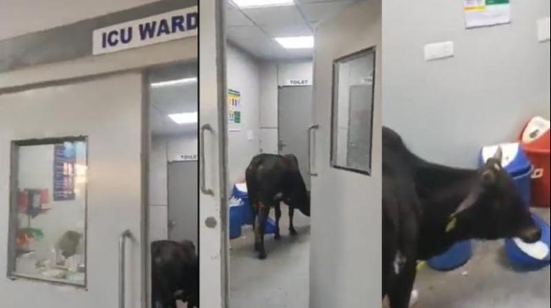 A cow was seen roaming in the ICU of the hospital, the video is going viral