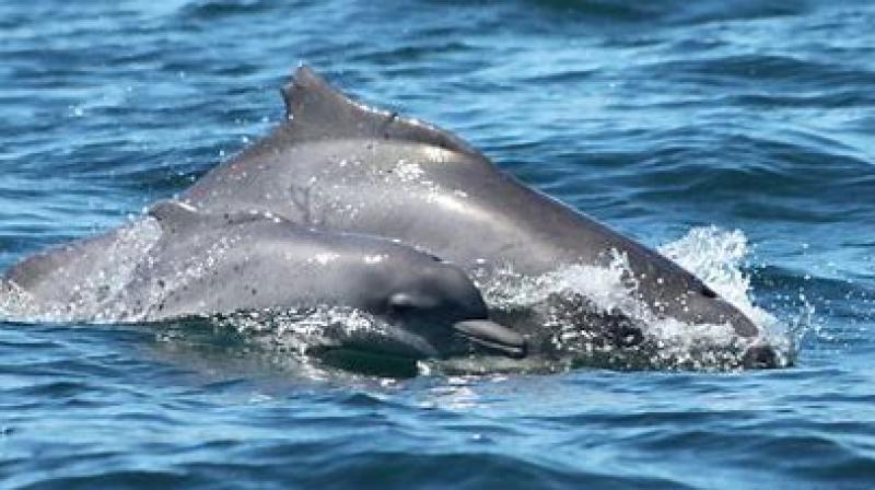 Dolphin population grows triple across Gujarat in last two years! News