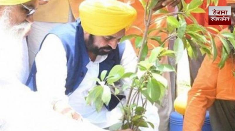 Punjab becomes green zone with record tree plantation of 12,55,700 trees 