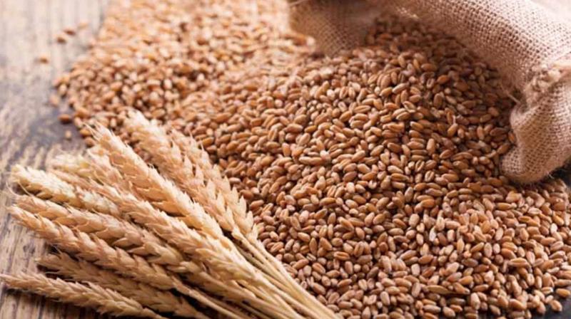 Wheat crop normal in all major states so far: Govt