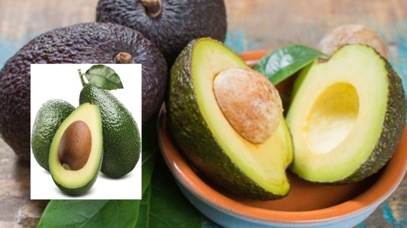 Consuming avocado daily is beneficial, know its health benefits news in hindi