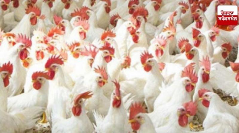 Chicken prices are skyrocketing in Pakistan due to Ramadan news in hindi