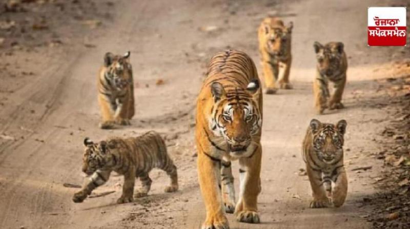 One-third Ranthambore sanctuary 75 tigers missing News In Hindi