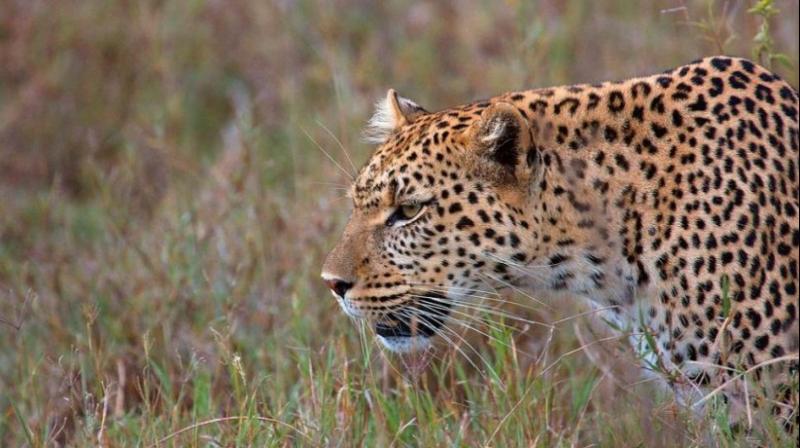 Uttar Pradesh: Leopard attacked 10-year-old girl, girl died