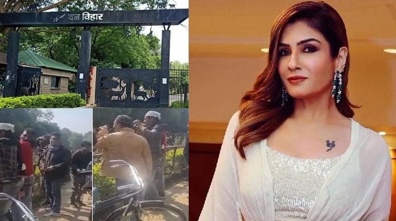 Raveena tweeted by sharing the video of Van Vihar, tourists throw stones at tigers, now investigation begins