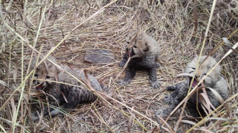 Asha, the female cheetah brought from Namibia, gave birth to three cubs