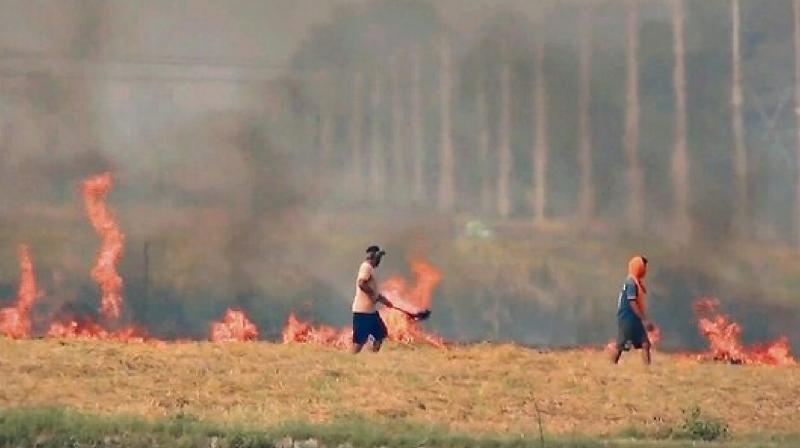 Supreme Court pulls up Centre over stubble burning News In Hindi