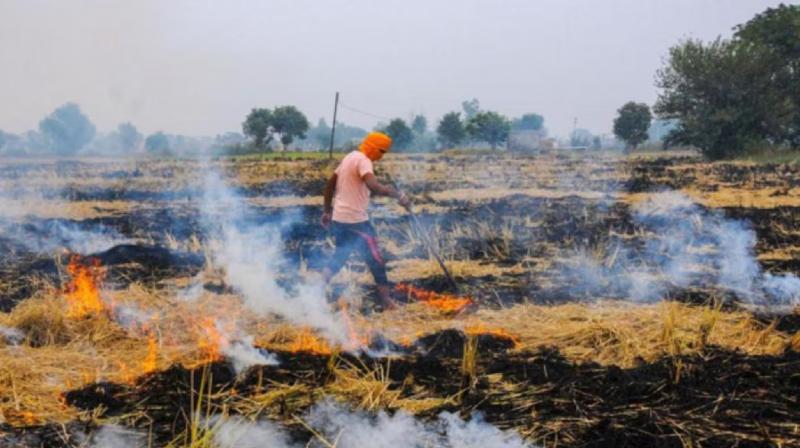 Strict Action Against Farmers Burning Stubble In Punjab news In hindi