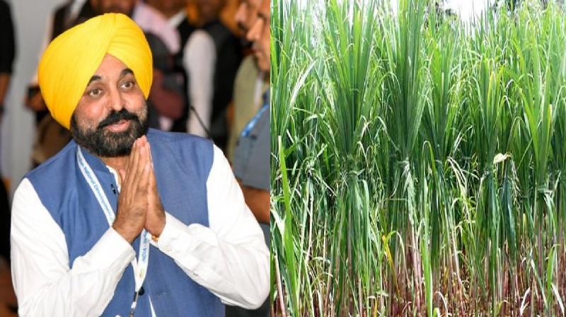 Punjab government increased the prices of sugarcane news in hindi