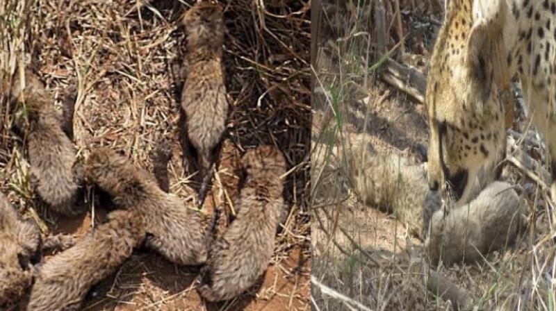  cheetah Gamini gave birth to 6 cubs news in hindi