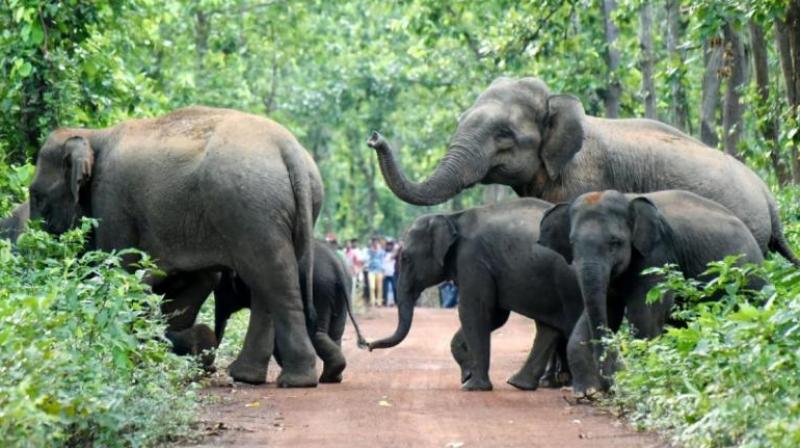 2 children died in attack by wild elephants news in hindi