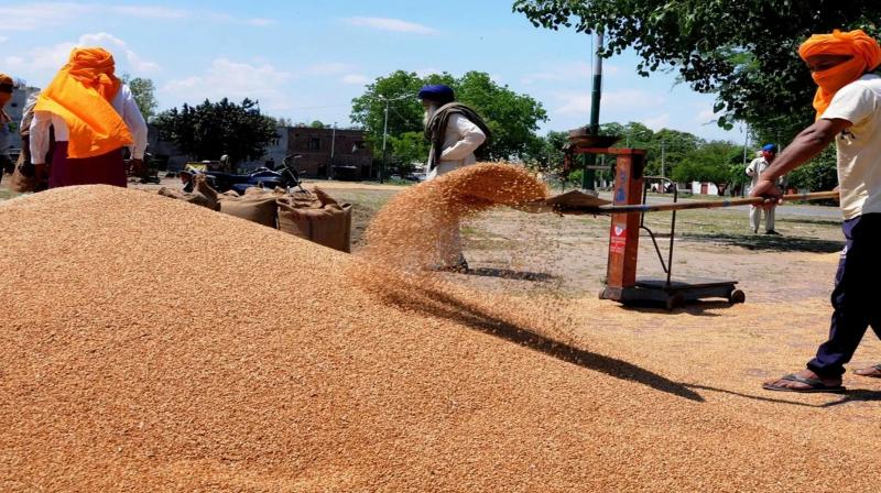 Punjab: Farmers' organizations protest against reduction in the price of broken wheat