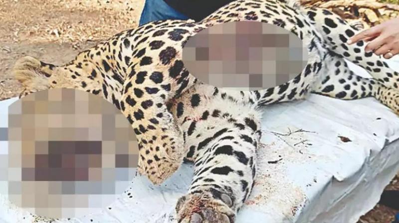 Leopard caught in Mohali, was hiding in paddy fields news in hindi