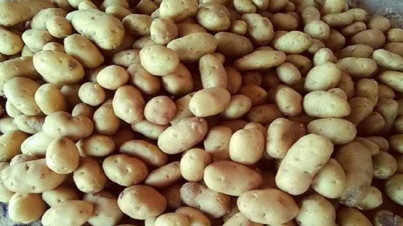 Potato Price Hike latest News in Hindi