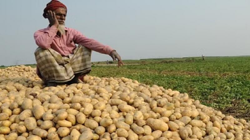 Farmers get only 37% of potatoes retail price RBI Report latest news in Hindi