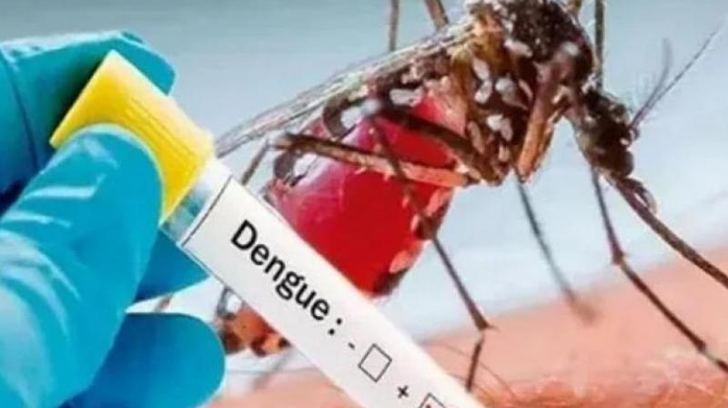 More than 200 people suffering from dengue in Mohali