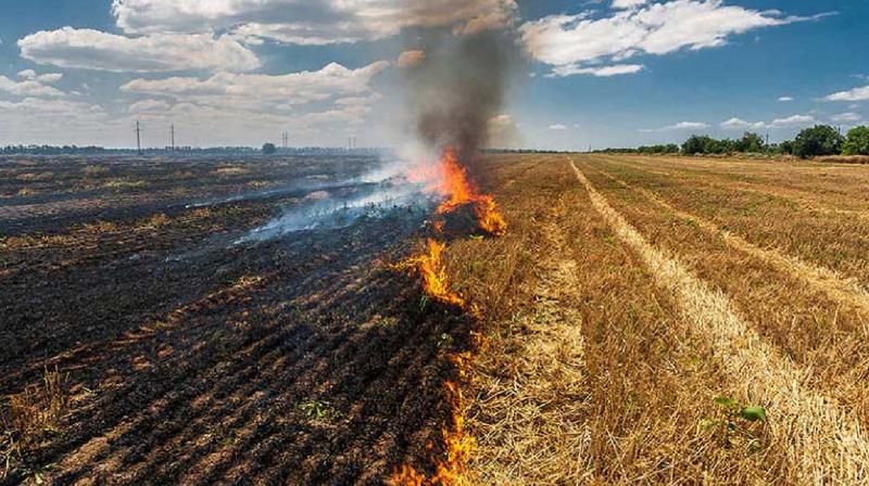 PMO reviewed stubble burning challenge, gave instructions to Punjab, Haryana, Uttar Pradesh