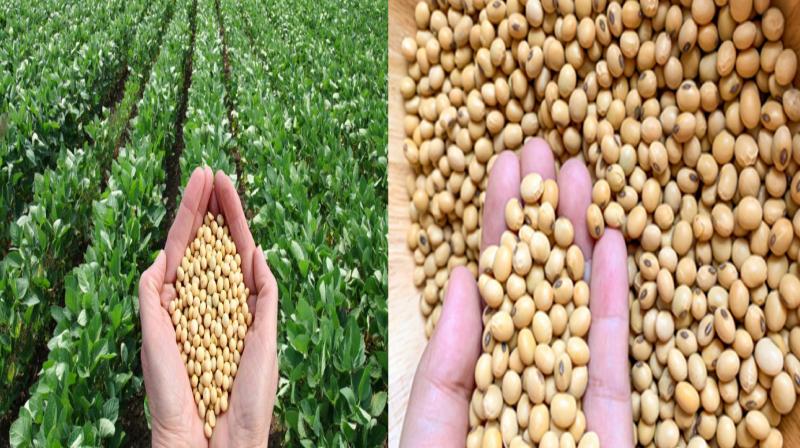 Center announced to buy soybean at minimum support price news in hindi