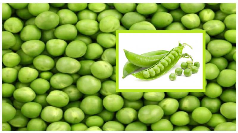 Green peas protect from many diseases, know its benefits news in hindi