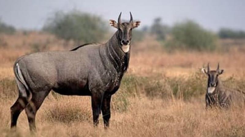 4250 Nilgais were killed in Bihar for causing damage to crops News In Hindi