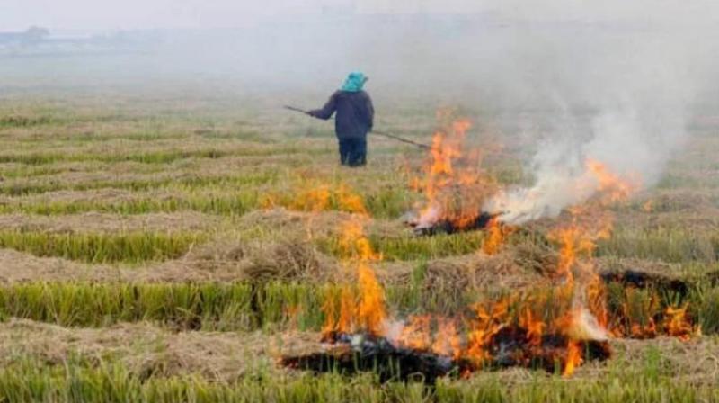 397 officials Notice failed stop stubble burning Punjab news in hindi