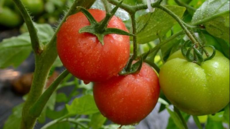 Try green tomatoes, not red ones, problems will go away