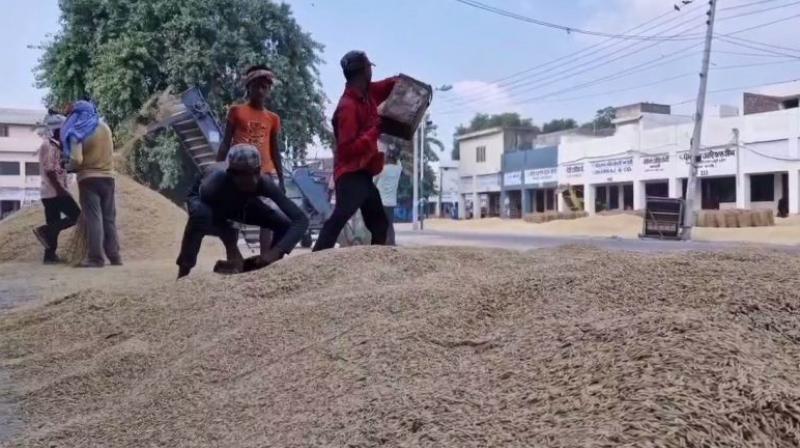 Paddy procurement begins in Khanna, Asia largest grain market news in hindi