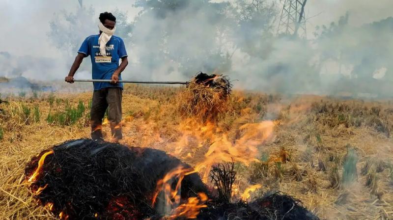 Punjab Stubble Burning Cases Eight districts hotspots News In Hindi