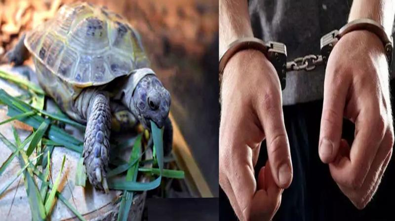 Two smugglers from West Bengal arrested for carrying rare species of turtles