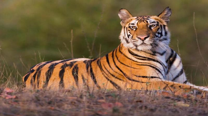 Transfer of tigers to Madhav National Park in MP will start from March 10