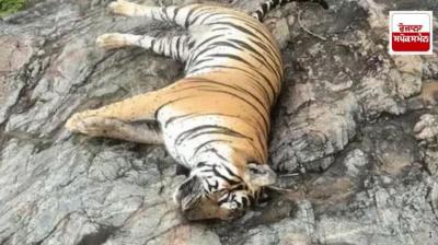 Case of poisoning of lioness in Karnataka news in hindi