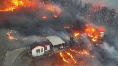  South Korea Forest fire 16 people died 19 injured Latest News In Hindi