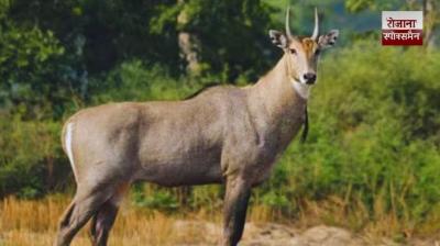 A nilgai jumped onto the car, killing a young child sitting in her mother's lap on Guna-Shivpuri Highway