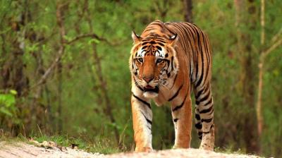 Odisha: Forest Department took pictures of two 'Royal Bengal Tiger' in the forests (सांकेतिक फोटो)