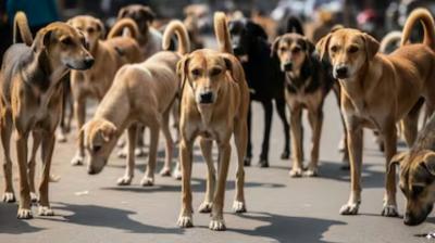 10,000 people die in dog attacks every day in India news in hindi