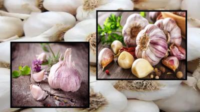 Garlic rich in antioxidants and iron news in hindi