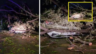 After rain in Chandigarh, a tree fell on a car in Sector 22 news in hindi